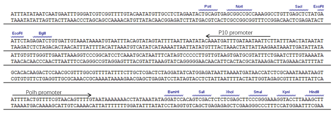 pIAT2多克隆位點(diǎn)MCS