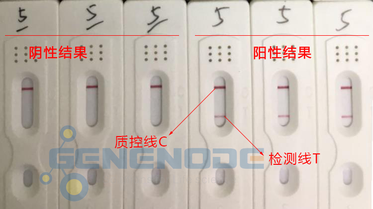 核酸檢測試紙條LFD